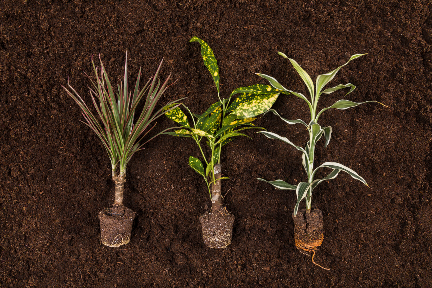 Agriculture