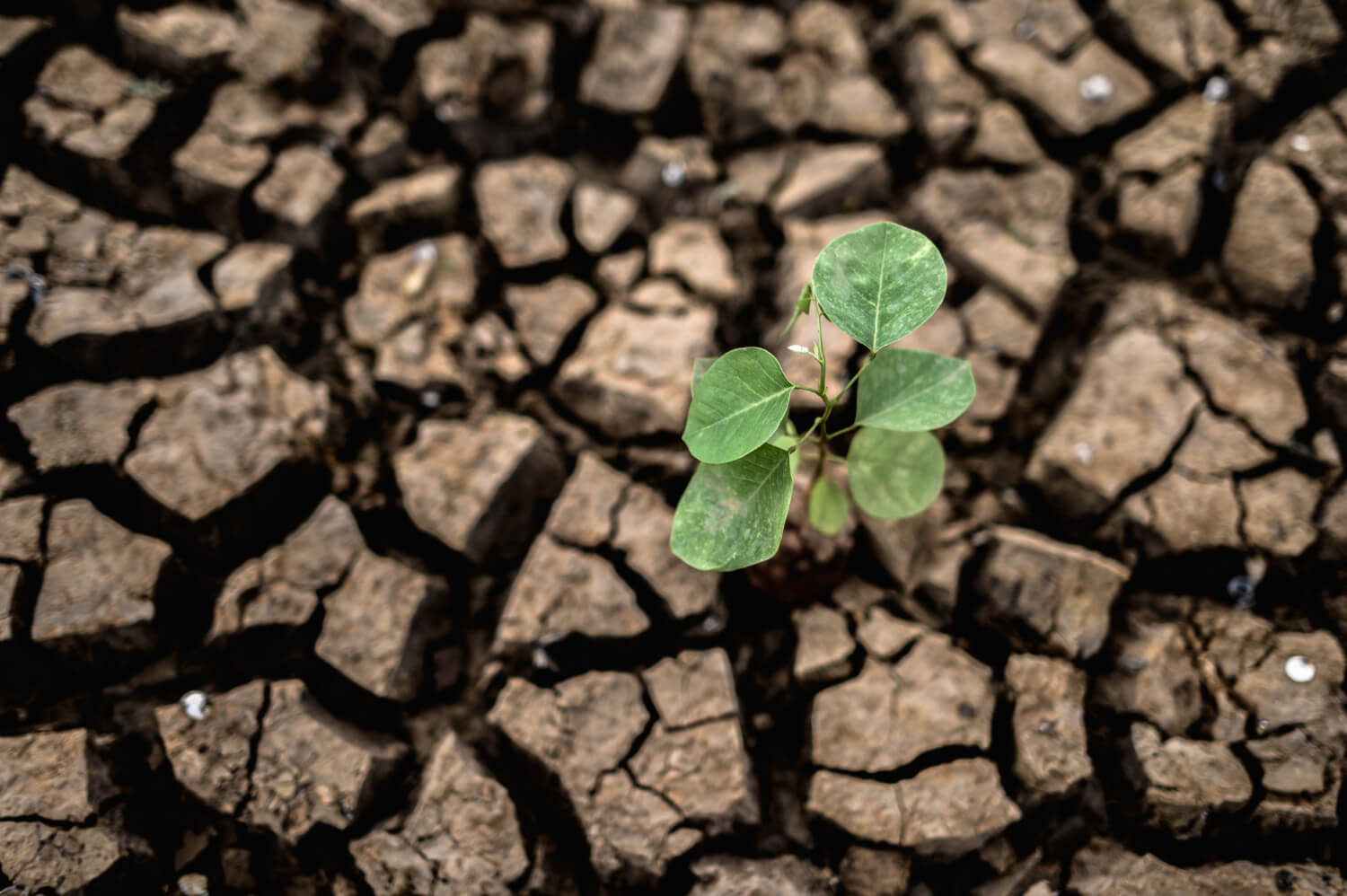 Climate Research